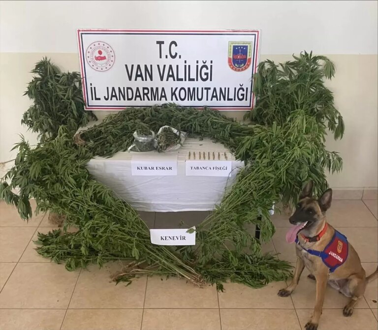 vanda-127-kok-kenevir-ele-gecirildi-6BMHZIfv.jpg