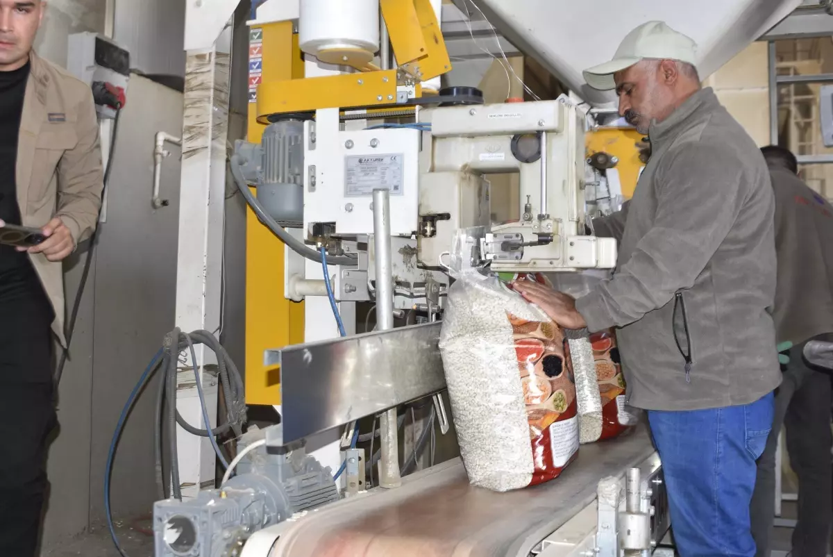 bitliste kuru fasulye hasadi basladi 13pRhrch