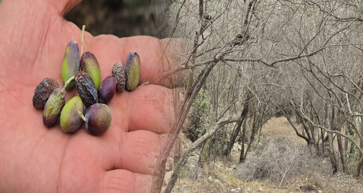 hatayin meshur halhali zeytinini kuraklik vurdu YnzPu9WP