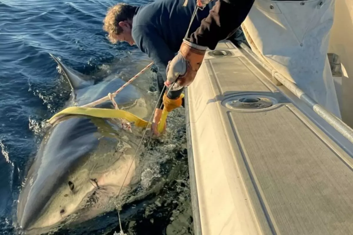 atlantikte yakalanan en buyuk beyaz kopekbaligi bilim dunyasini sasirtti WyGCxYDW