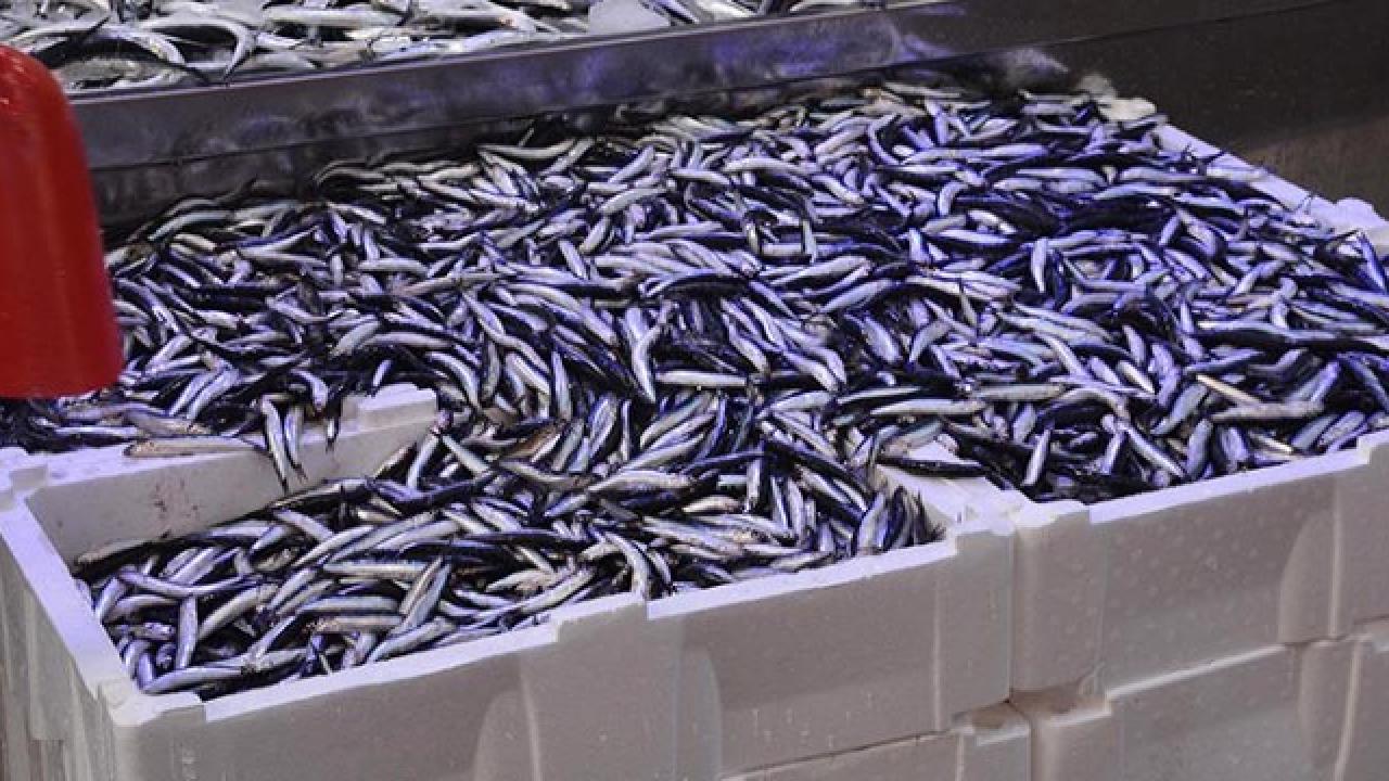 balik tezgahlarinda hamsi bollugu kilogrami 70 tl QyzFKHCt.jpg