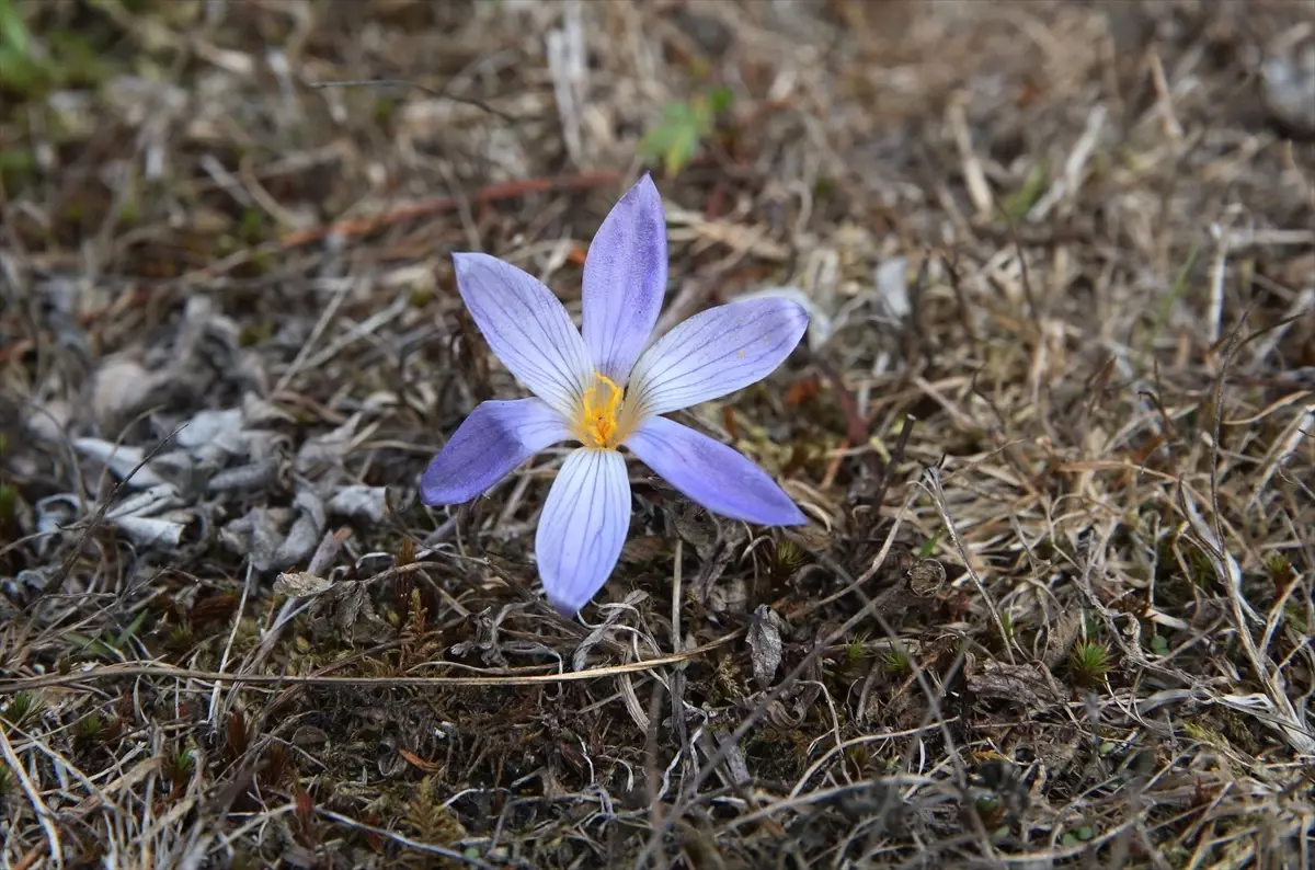 sonbaharin habercisi vargit cicekleri ilgaz dagini susluyor s1sRjrkU