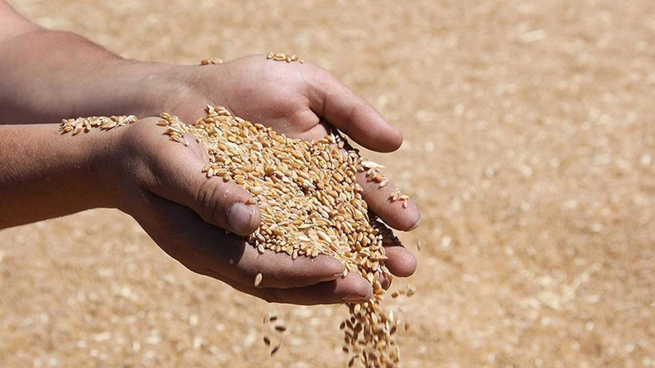 FAO: Küresel gıda üretimi rekor seviyelere yaklaşırken belirsizlikler sürüyor